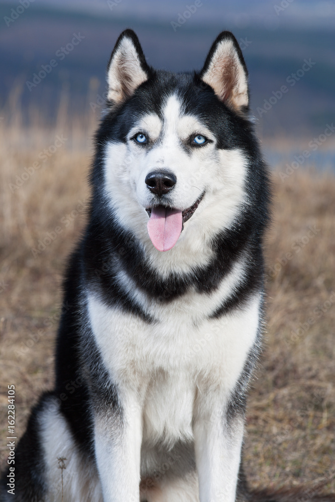 Black and white Siberian husky sitting in the dry grass Black and white Siberian husky sitting in the dry grass