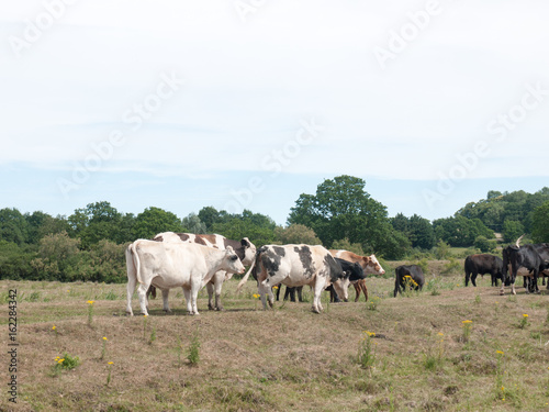several cows in a field grazing and relaxing at peace © Callum