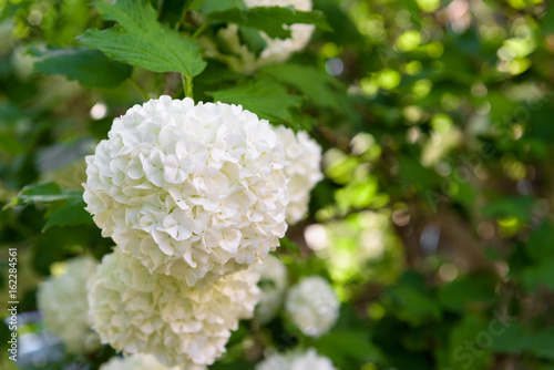 Принти на полотні Hydrangea Annabelle white flower closeup