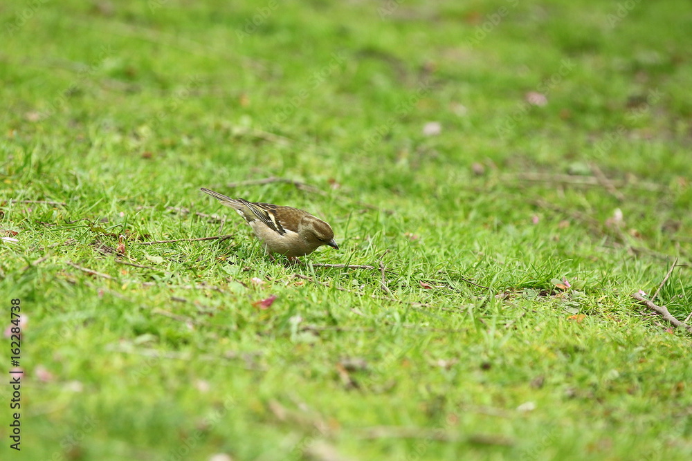 Weiblicher Buchfink sucht Futter auf der Wiese, Fringilla coelebs Weiblicher Buchfink sucht Futter auf der Wiese, Fringilla coelebs