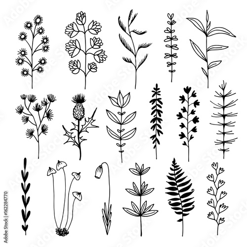 Botanical doodle illustration, vector set with drawn leaves, herbs and flowers, floral collection isolated on white background