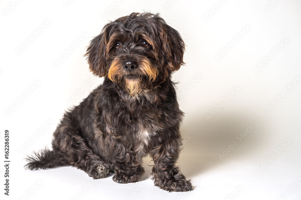 Shih Tzu Scottish Terrier mix breed dog canine with angular limb deformity sitting down isolated on white background