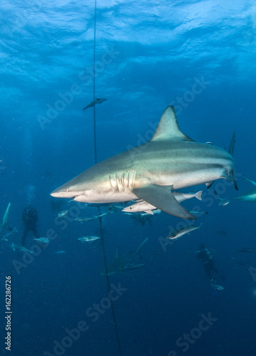 Blacktip reef shark