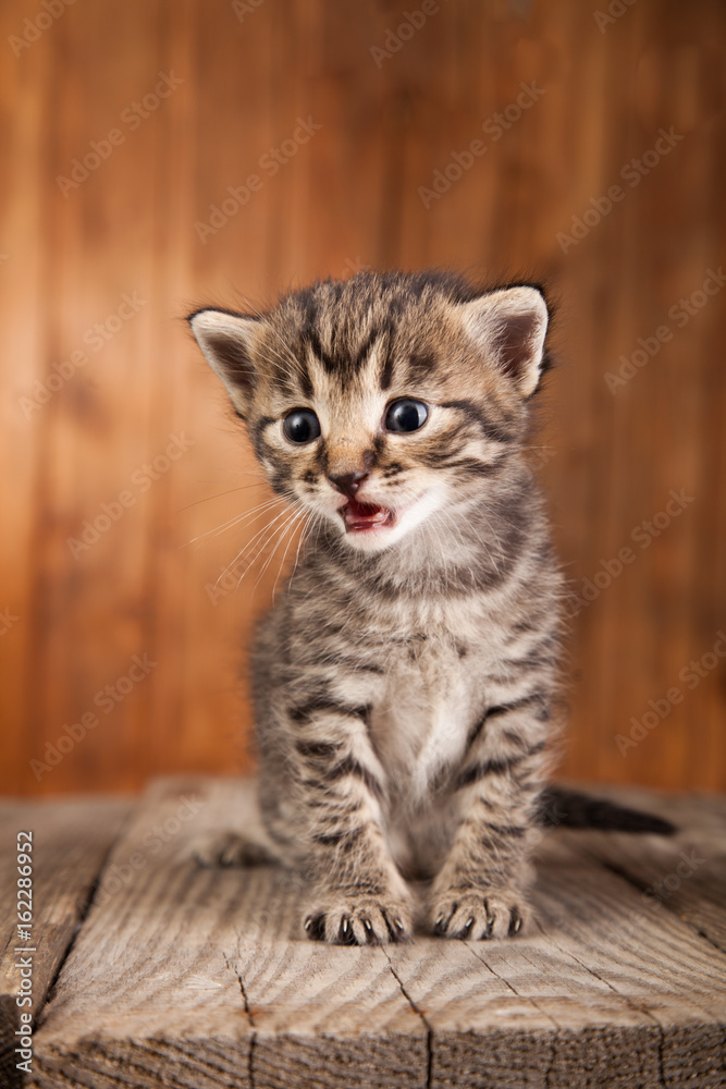 Mewing kitten on background of old wooden boards Mewing kitten on background of old wooden boards