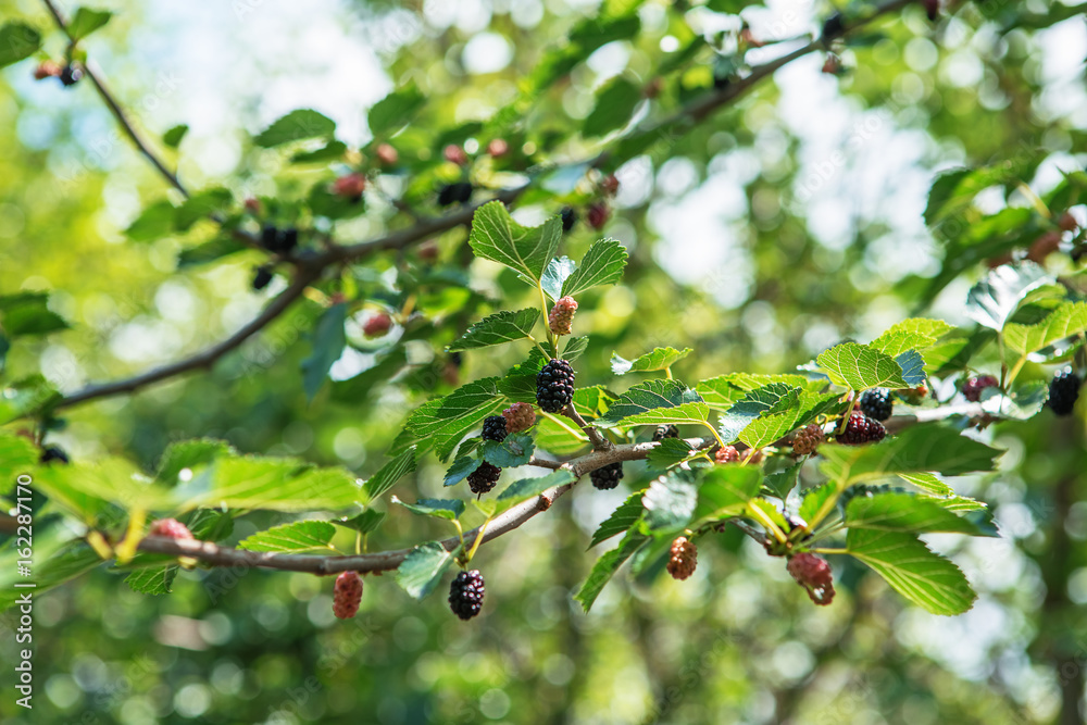 Fresh mulberry, black ripe and red unripe mulberries Fresh mulberry, black ripe and red unripe mulberries