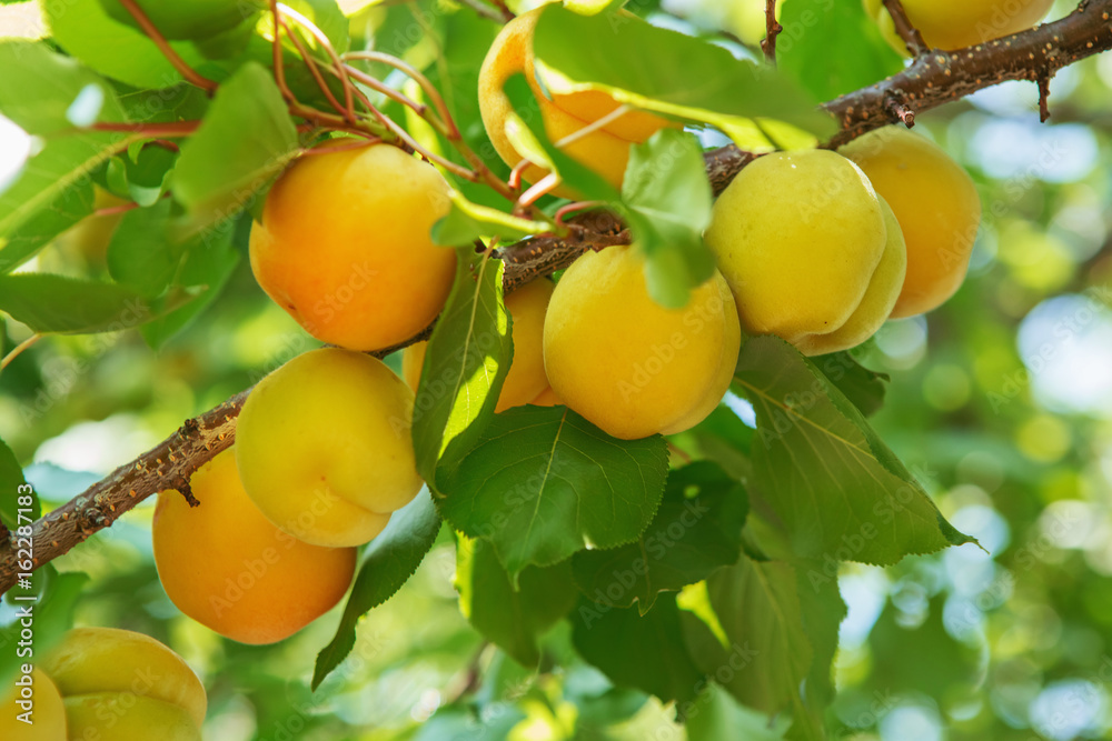 Ripe sweet apricot fruits growing on a apricot tree branch in orchard