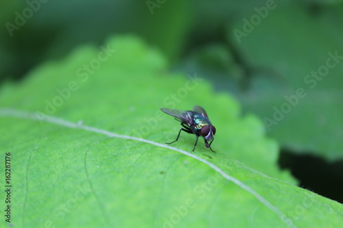 magic fly, social insect, macro