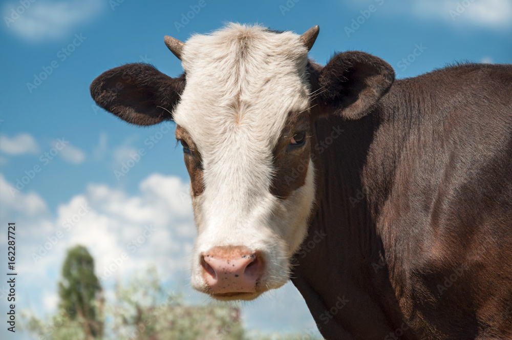 Calf on a summer pasture