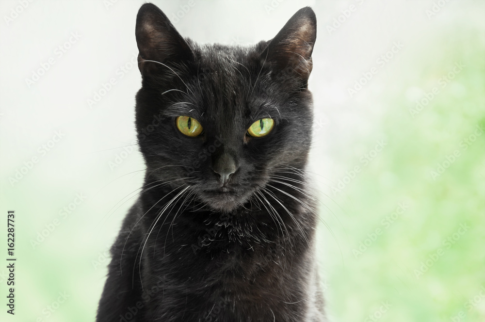 Portrait of black cat Portrait of black cat