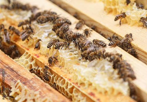 Пчелы сидят на восковых сотах в улье и едят мед