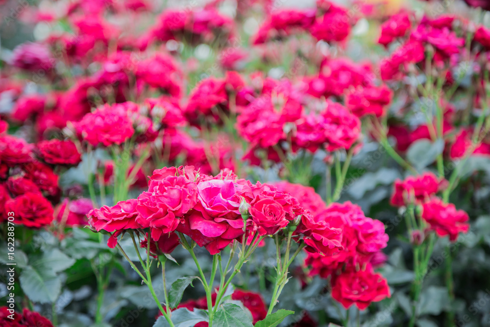 Blooming rose bushes. Bright beautiful flowers in the garden. Blooming rose bushes. Bright beautiful flowers in the garden.