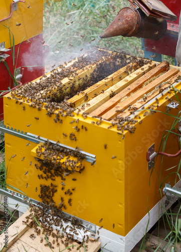 Пчеловод обдувает дымом рамки с пчелами в улье