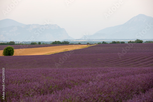 lavandes en Provence