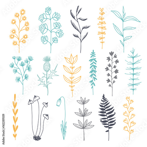 Botanical doodle color illustration, vector set with drawn leaves, herbs and flowers, floral collection isolated on white background