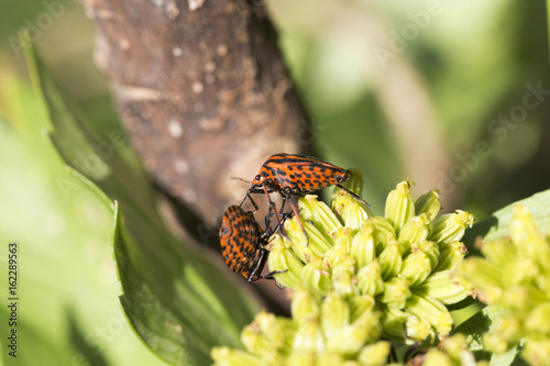 Detail of red Bug in the Nature, Graphosoma lineatum