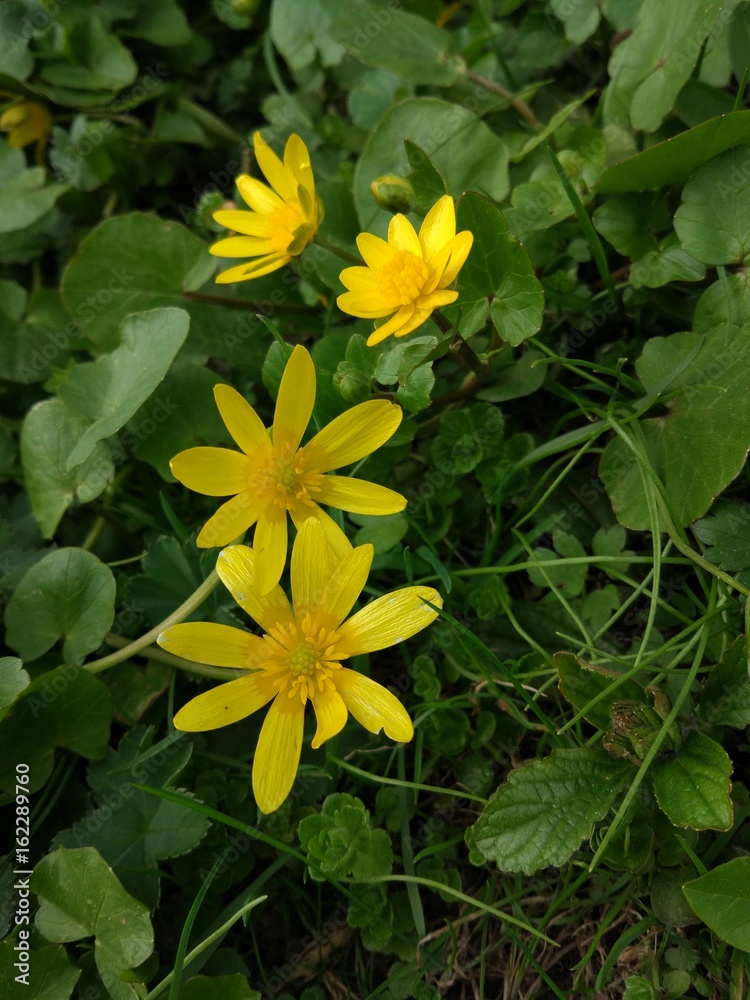 Spring Flowers in Moscow, year 2017 Spring Flowers in Moscow, year 2017