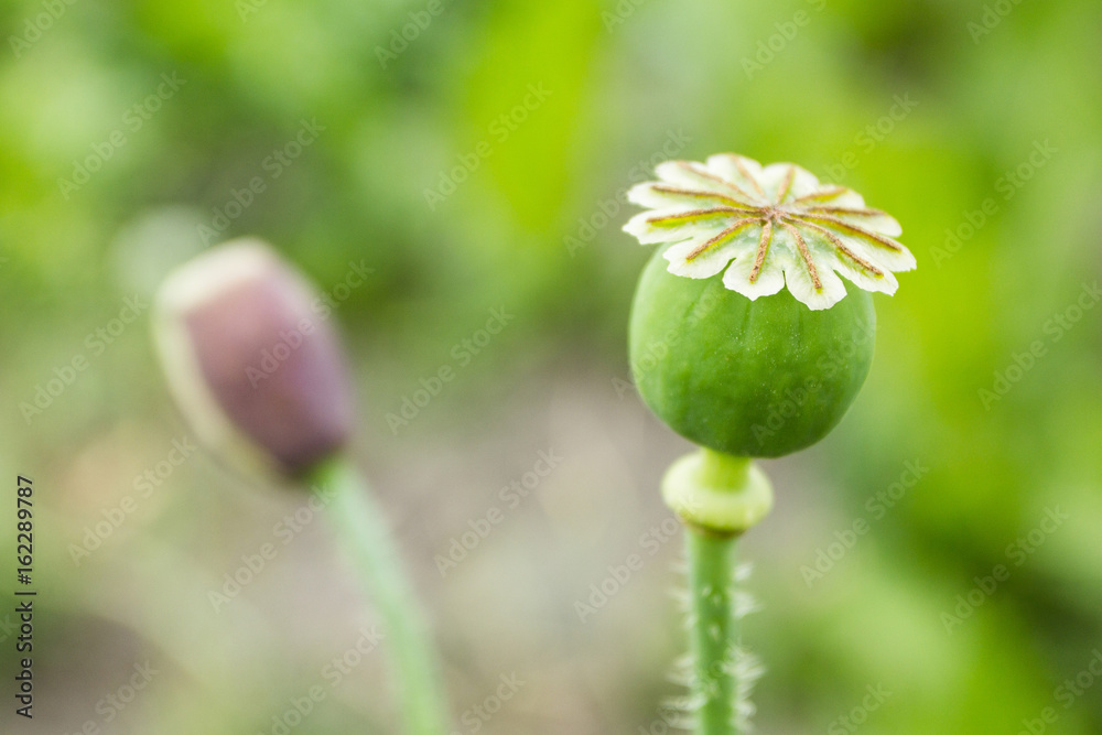 Opium poppy, papaver somniferum. Poppy Flower. Opium poppy, papaver somniferum. Poppy Flower.