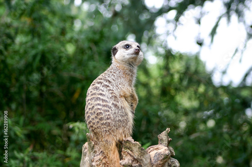 Meerkat © John Messingham