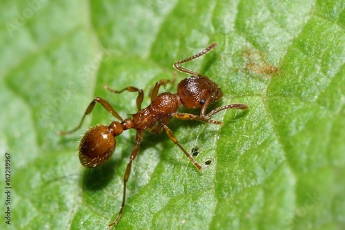 Ant
