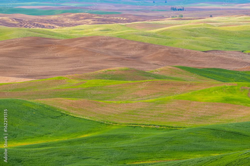 Amazing green hills. Plowed fields, an incredible drawing of the earth. Steptoe Butte State Park, Eastern Washington, in the northwest United States. Amazing green hills. Plowed fields, an incredible drawing of the earth. Steptoe Butte State Park, Eastern Washington, in the northwest United States.