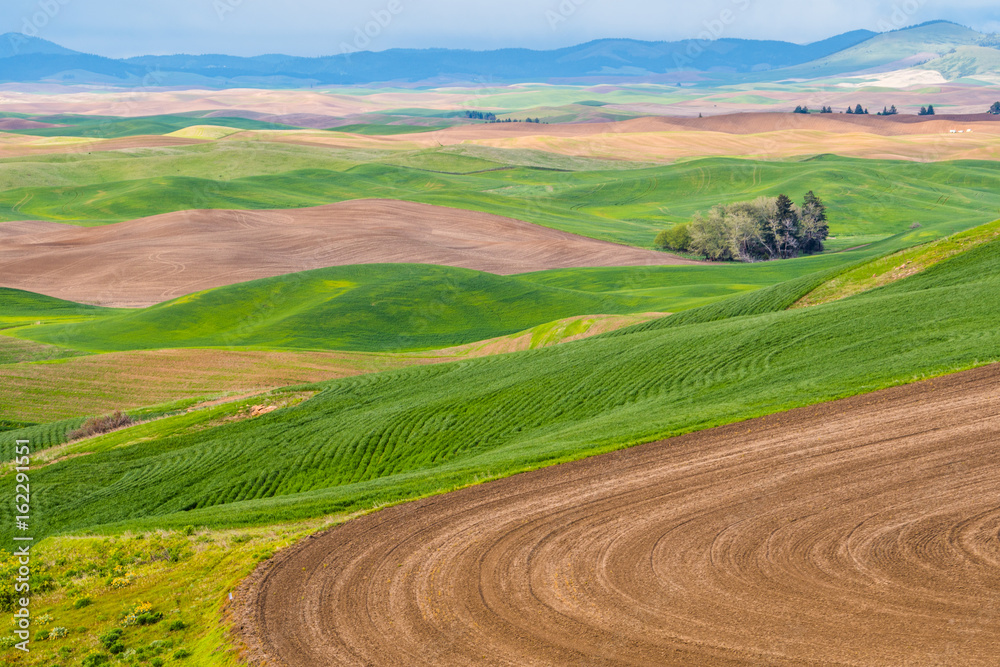 Amazing green hills. Plowed fields, an incredible drawing of the earth. Steptoe Butte State Park, Eastern Washington, in the northwest United States.