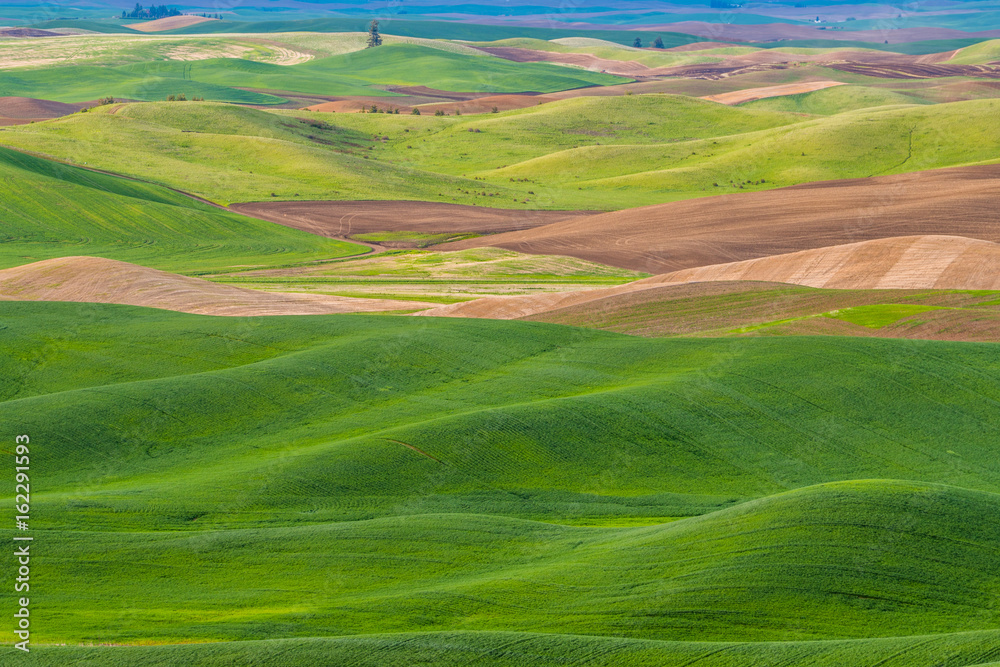 Obraz premium Amazing green hills. Plowed fields, an incredible drawing of the earth. Steptoe Butte State Park, Eastern Washington, in the northwest United States.