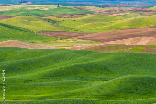 Amazing green hills. Plowed fields, an incredible drawing of the earth. Steptoe Butte State Park, Eastern Washington, in the northwest United States. © khomlyak