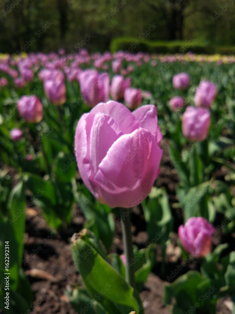 Spring Flowers in Moscow, year 2017 Spring Flowers in Moscow, year 2017