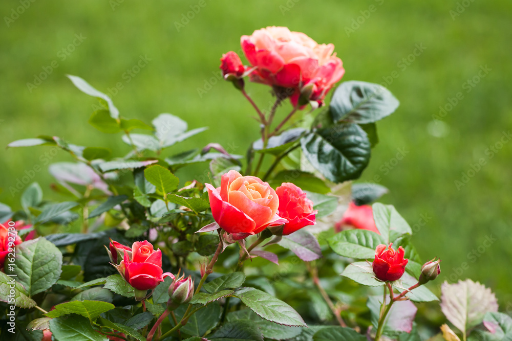 Red roses grow in summer garden. Closeup Red roses grow in summer garden. Closeup
