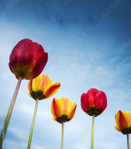 Colorful tulip flowers over dark blue sky