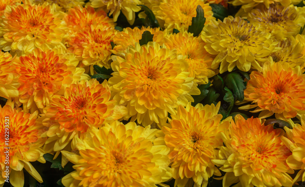 Obraz premium Beautiful yellow Chrysanthemum flower in the garden.