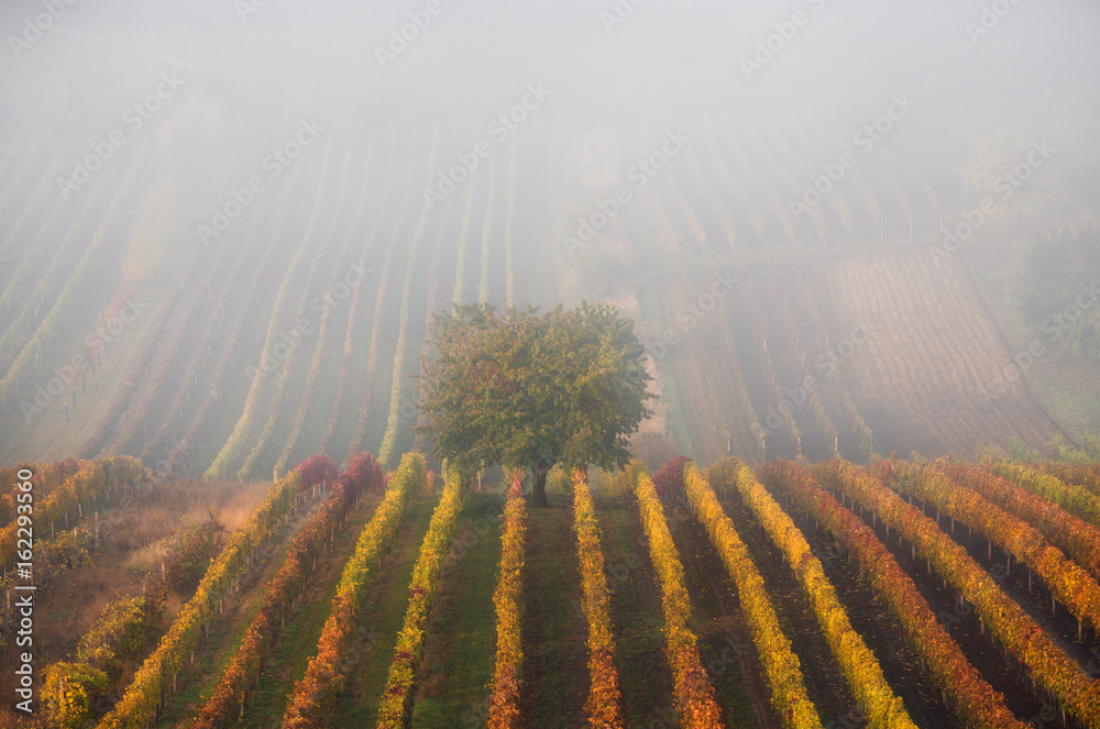 Autumnal Tree In Fog Among Vineyards.Scenic Autumn Landscape With Autumn Tree, Fog And Colorful Rows Of Grape Vines. Autumn Colorful Vineyards Of Czech Republic.Background Of Autumn Vineyards Rows.