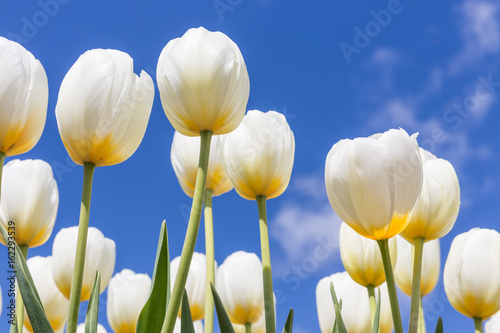 White tulips with yellow heart in stringtime photo