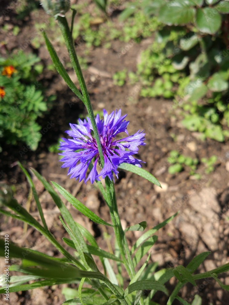 Spring Flowers in Moscow, year 2017
