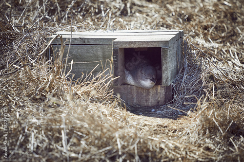 Pinguin Brutkasten auf Phillip Island