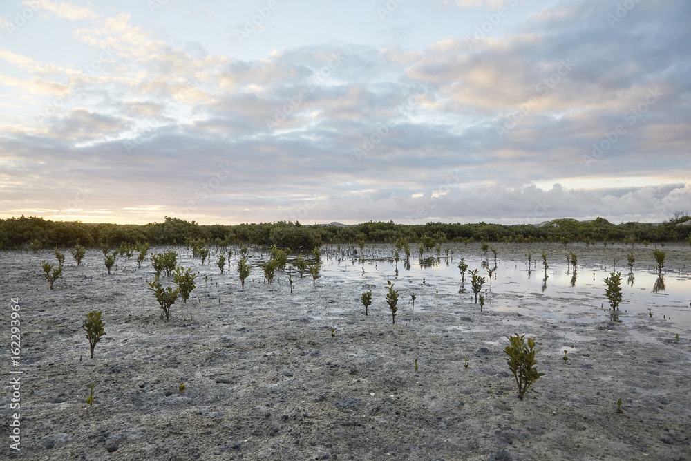 Naklejka premium Pflanzen am Strand in Ebbe