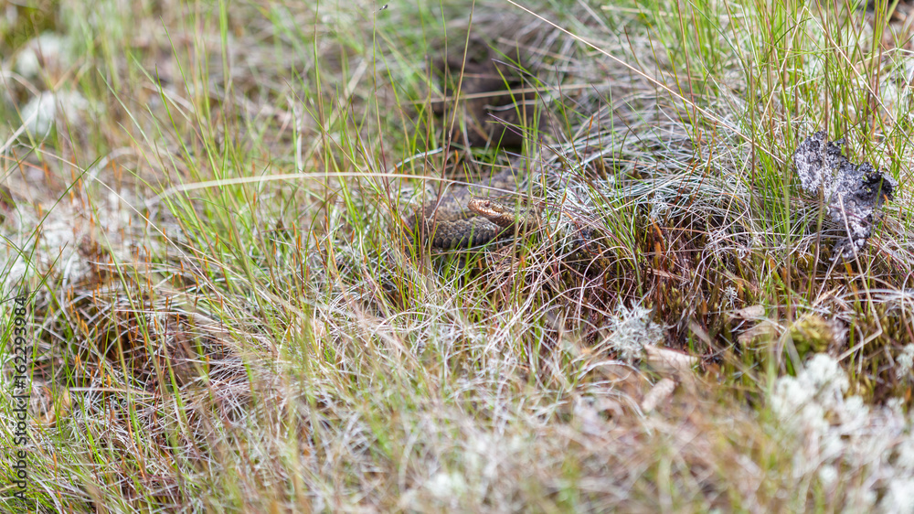 Young viper in the grass