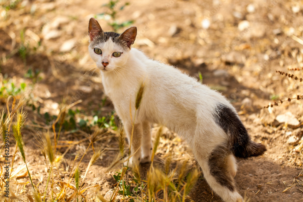 Gato pequeño