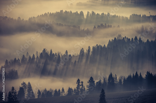 Misty mountain forest landscape in the morning, Poland