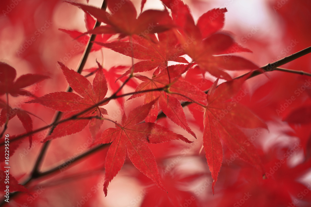 Rote Ahornblätter am Baum Rote Ahornblätter am Baum