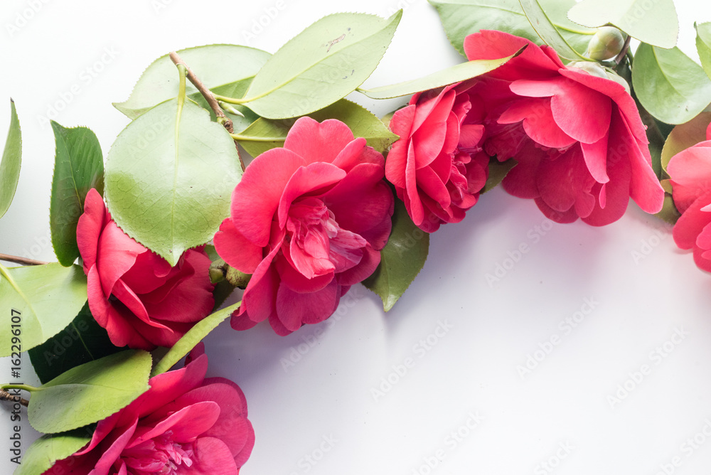 Fototapeta premium High angle view of red camellia japonica blossoms arranged in a curve on white background with copy space