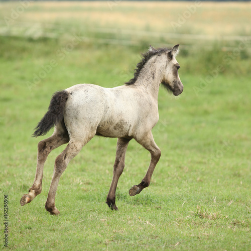 Amazing welsh part-bred foal