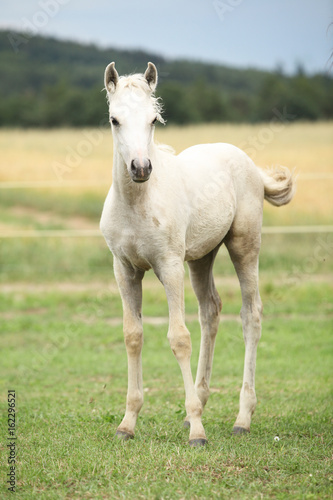 Fototapeta Naklejka Na Ścianę i Meble -  Amazing welsh part-bred foal