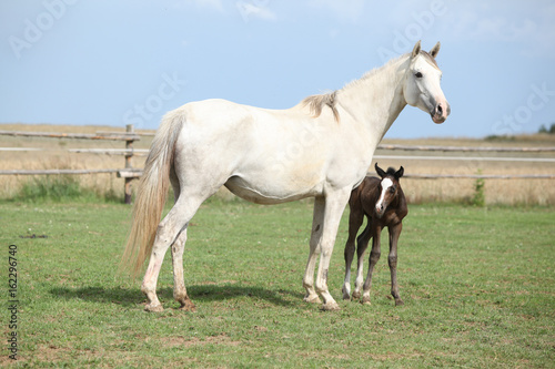 Nice mare with its foal