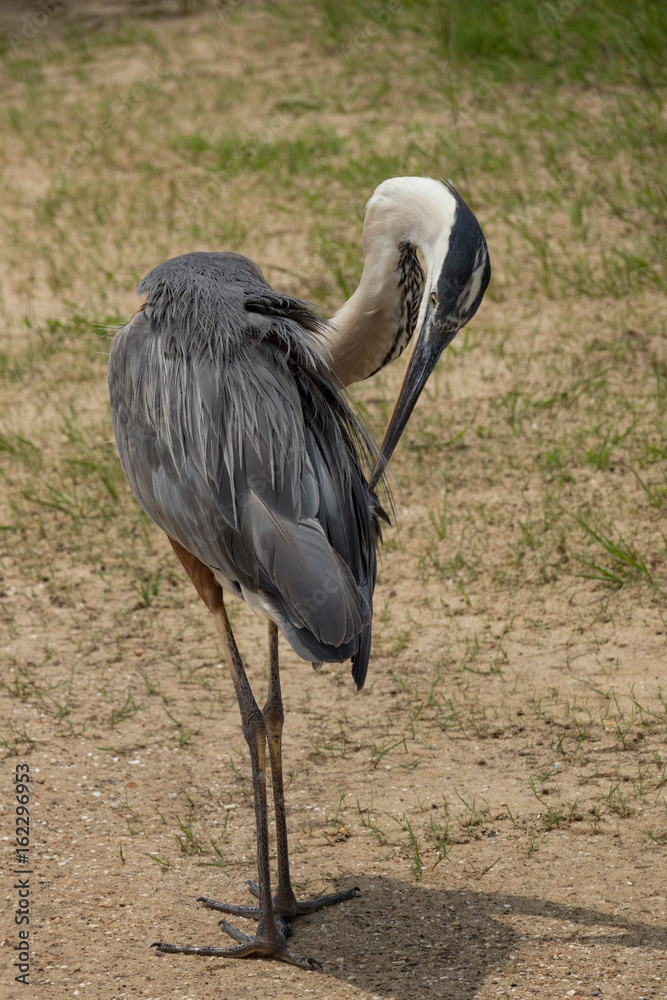 Naklejka premium Great Blue Heron bending backwards Closeup