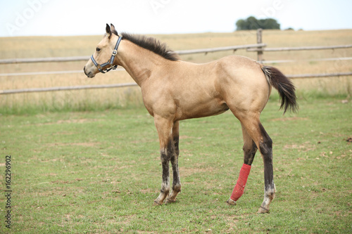 Fototapeta Naklejka Na Ścianę i Meble -  Injured foal on pasturage