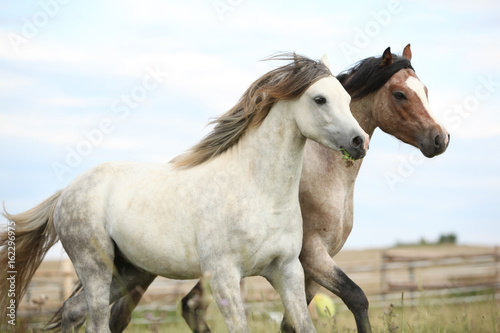 Two ponnies together on pasturage