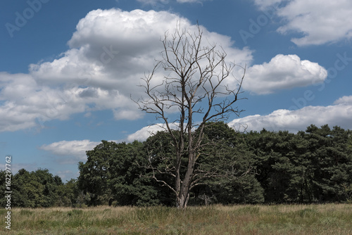 Nature conservation area Schwanheimer dune in Frankfurt am Main, Hesse, Germany photo