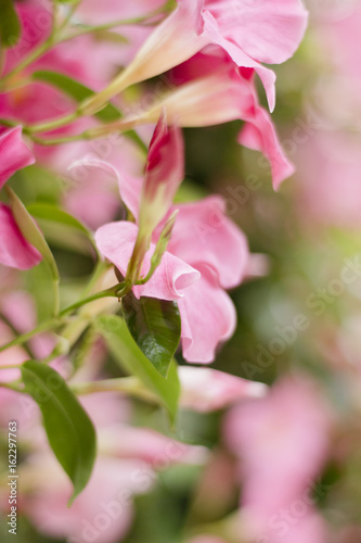 Dipladenie /Mandevilla photo