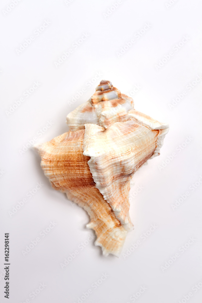 Beautiful sea shell, white background. Aquatic beauty object for decor.